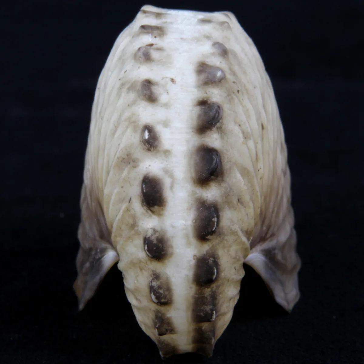 Argonauta Hians