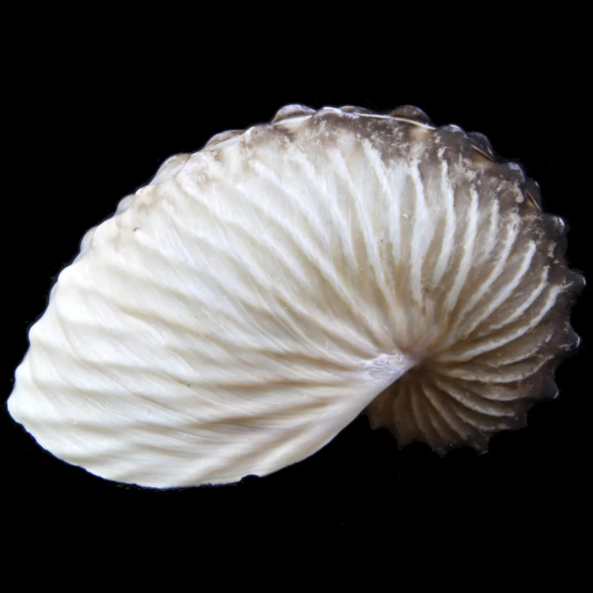 Argonauta Hians