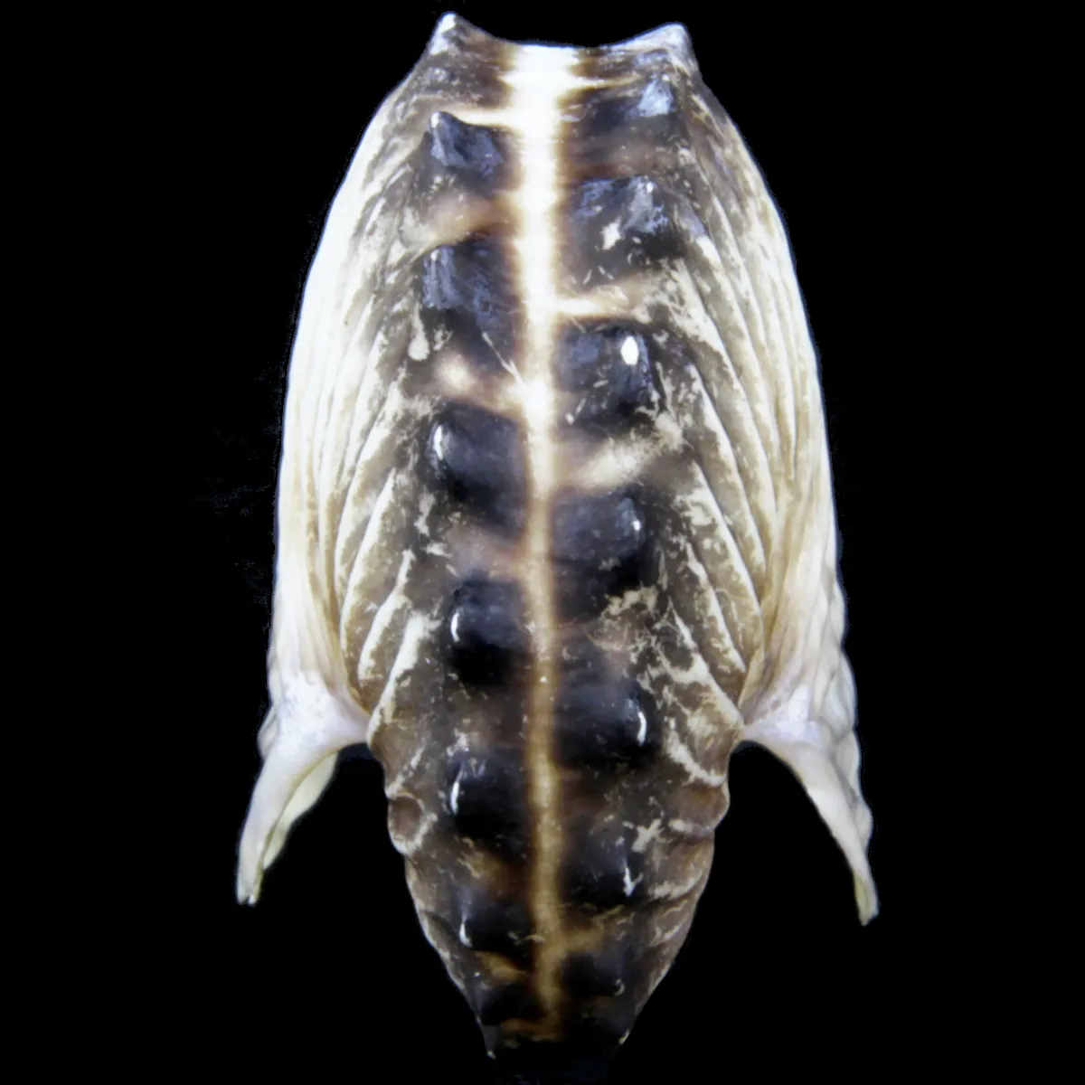 Argonauta Hians