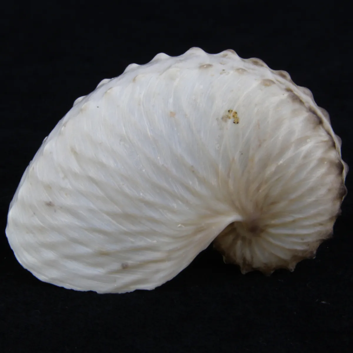 Argonauta Hians
