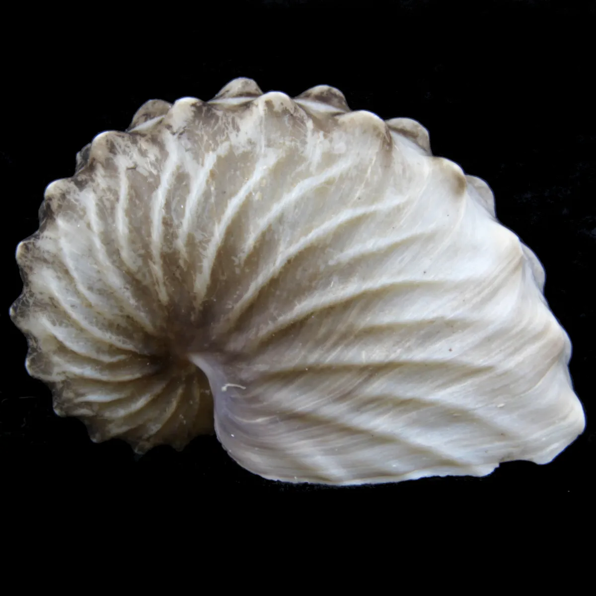 Argonauta Hians