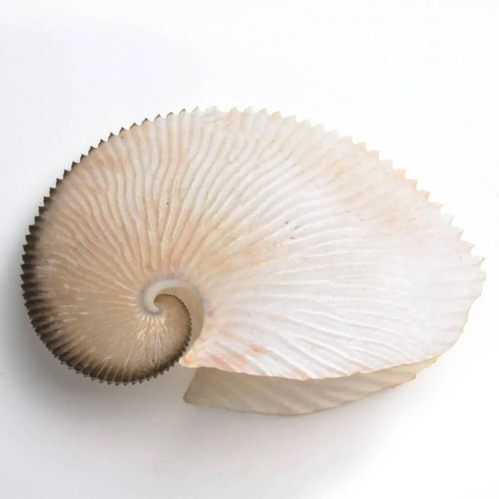  Argonauta Argo