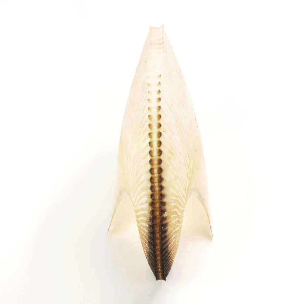  Argonauta Argo