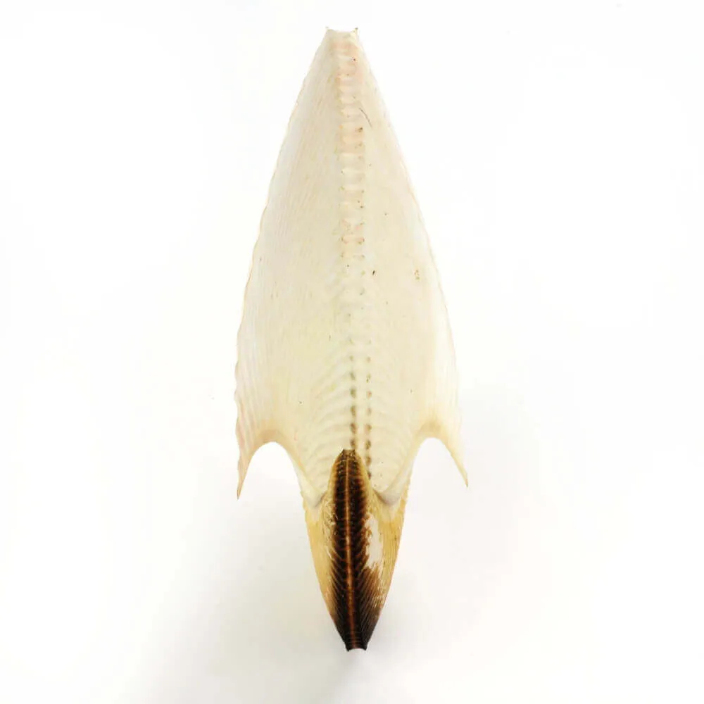 Argonauta Argo