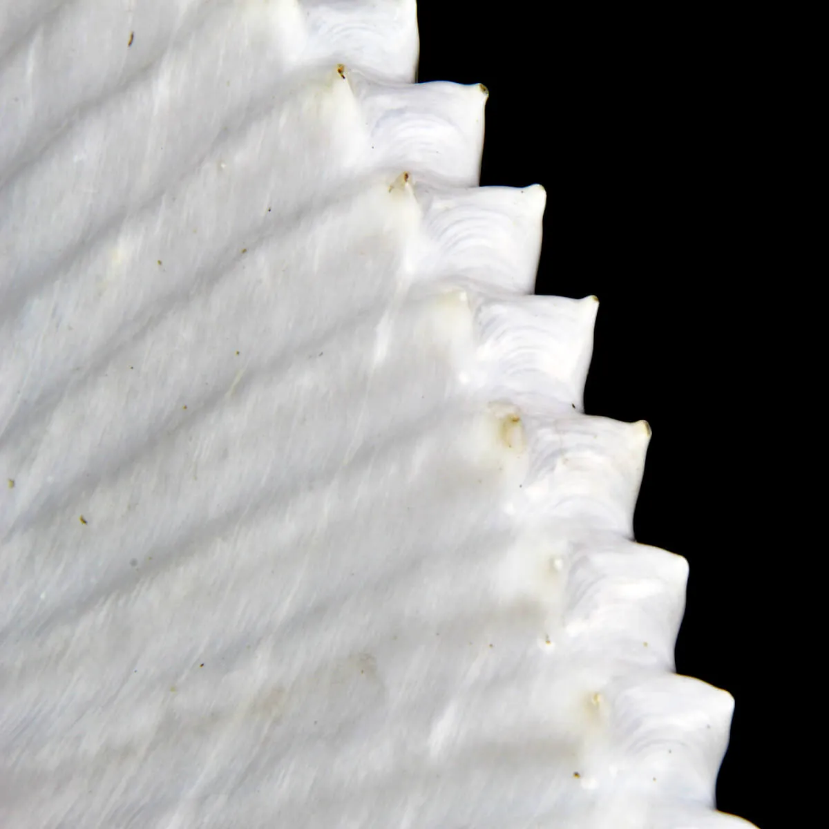 Argonauta Argo