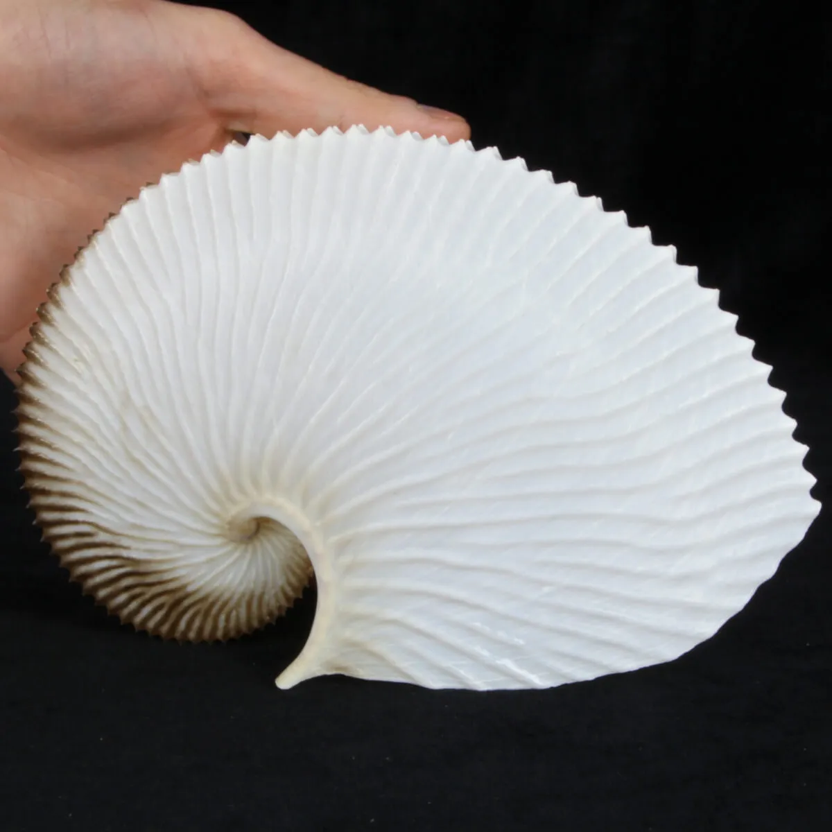 Argonauta Argo