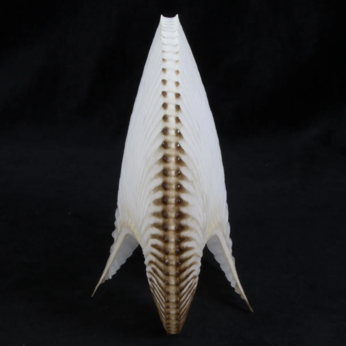 Argonauta Argo