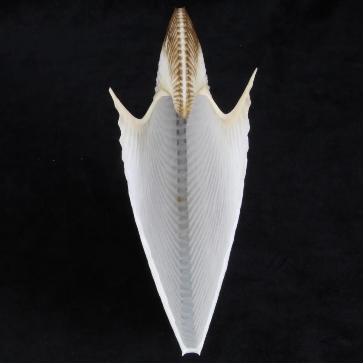 Argonauta Argo