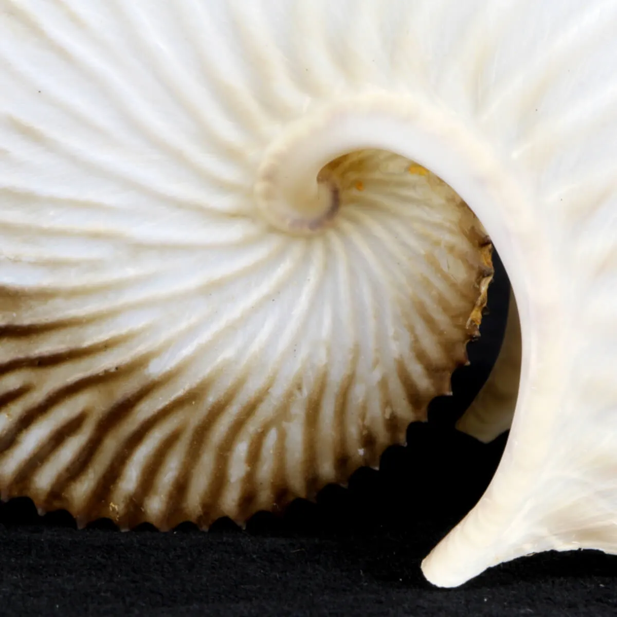 Argonauta Argo