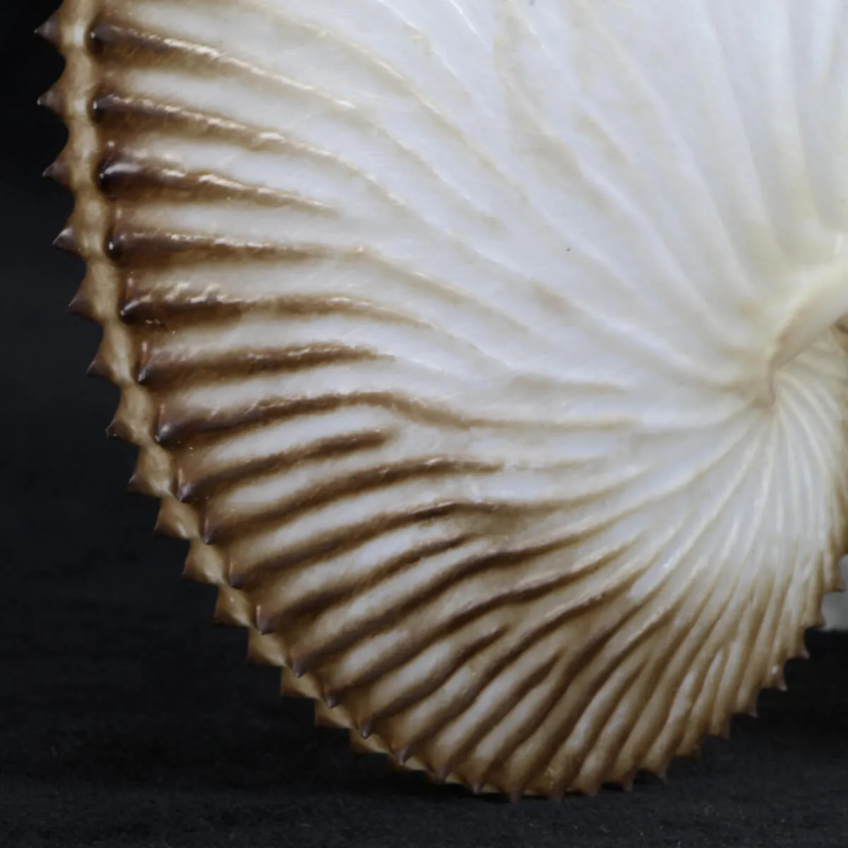 Argonauta Argo
