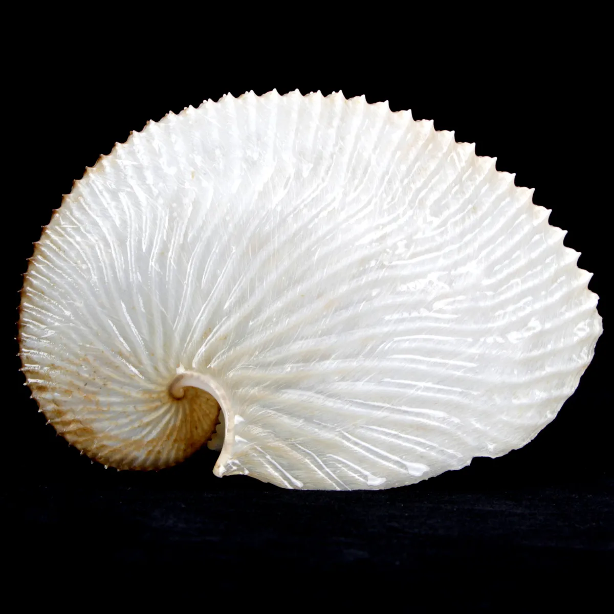 Argonauta Argo