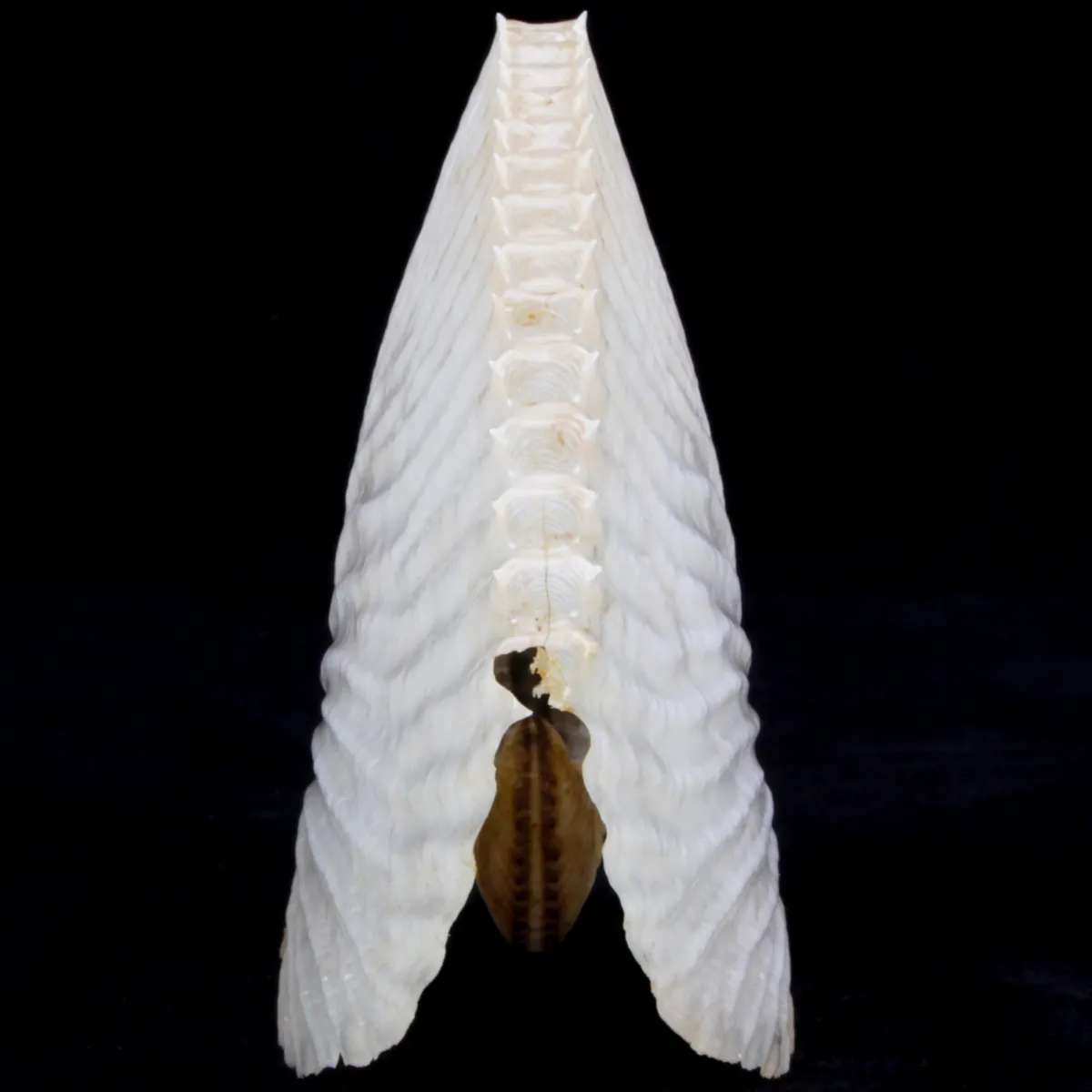 Argonauta Argo