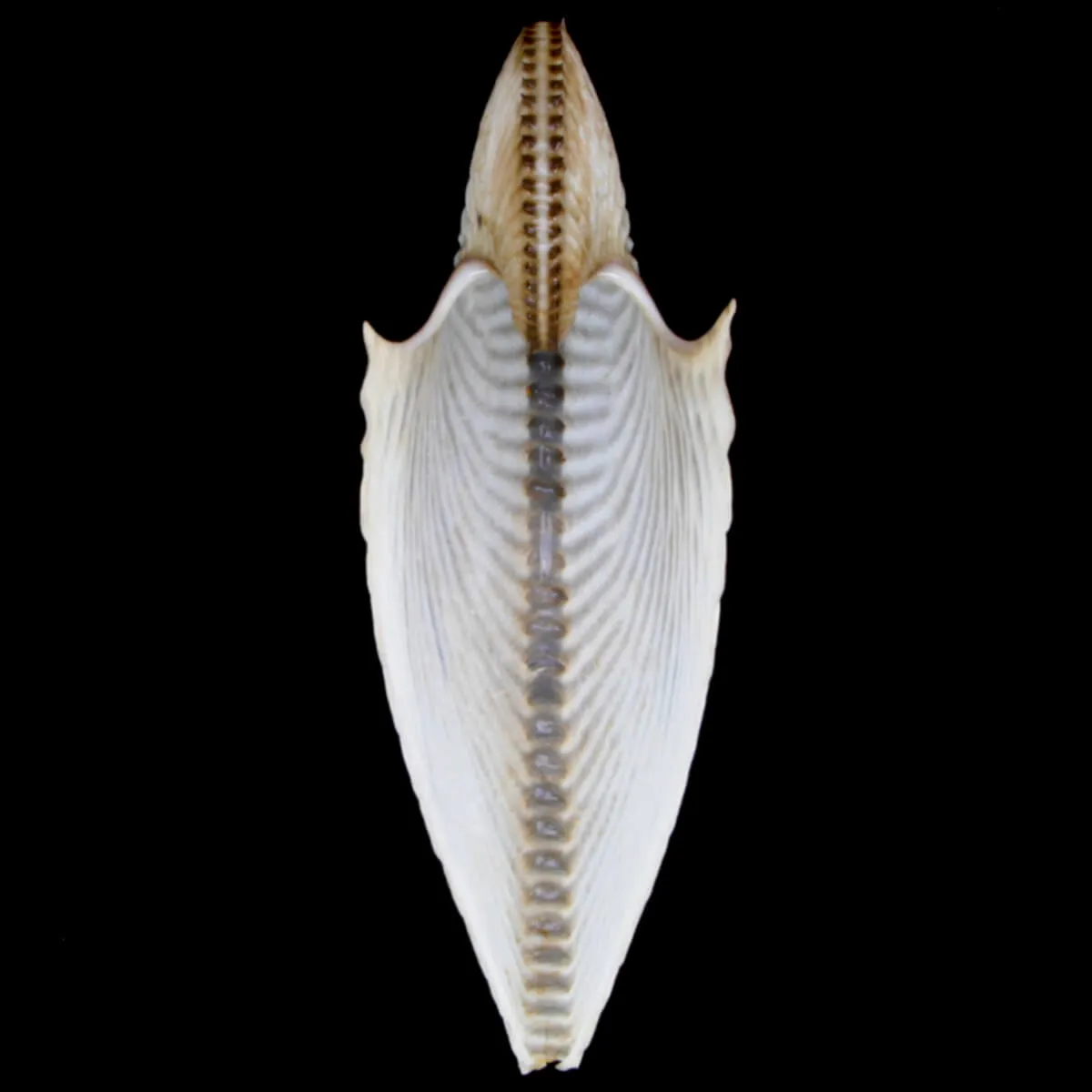 Argonauta Argo