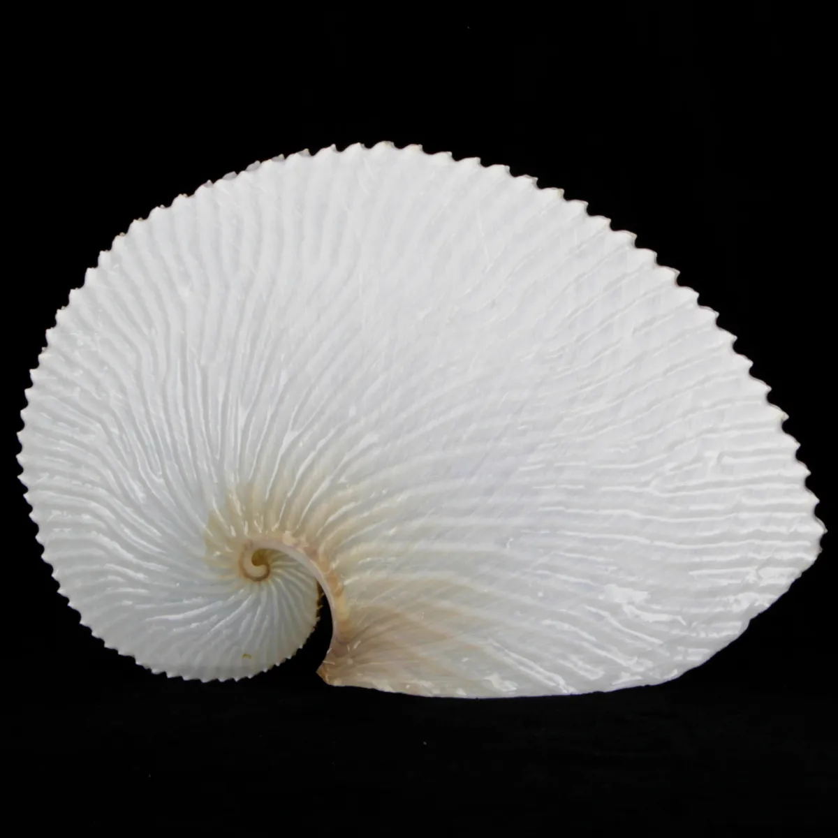 Argonauta Argo
