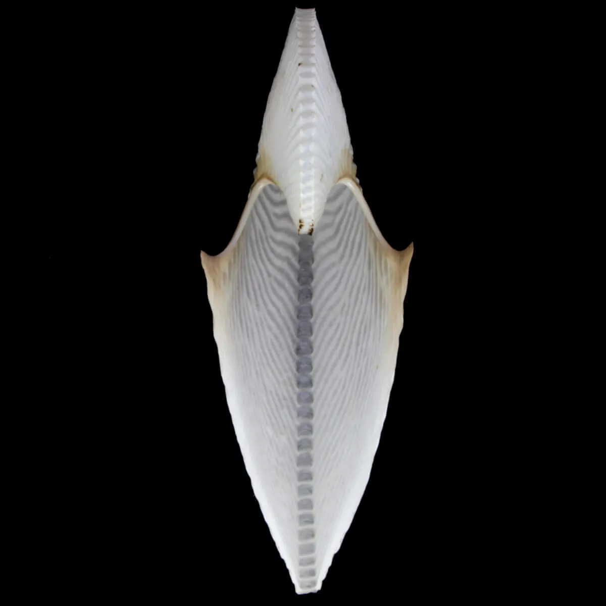 Argonauta Argo