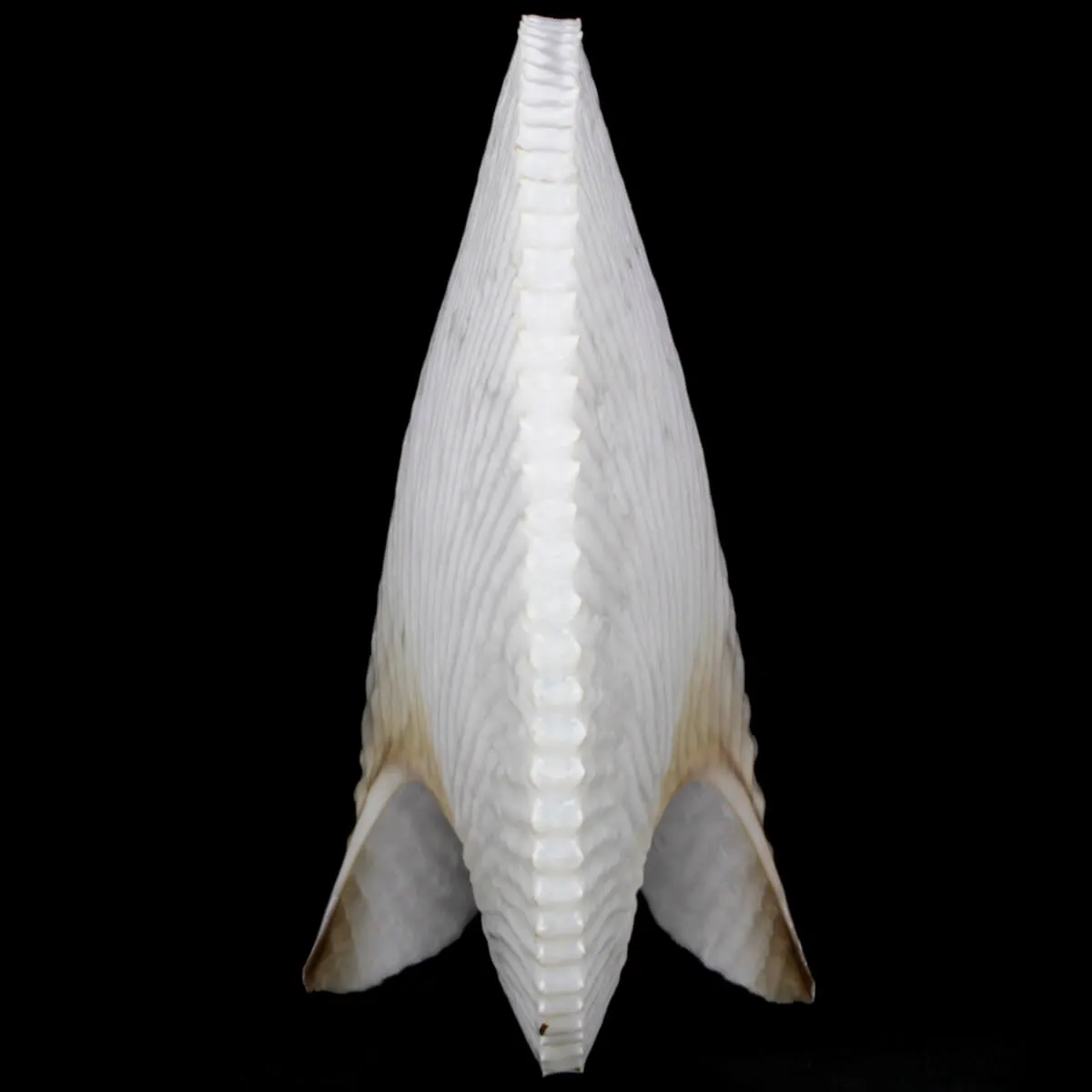 Argonauta Argo