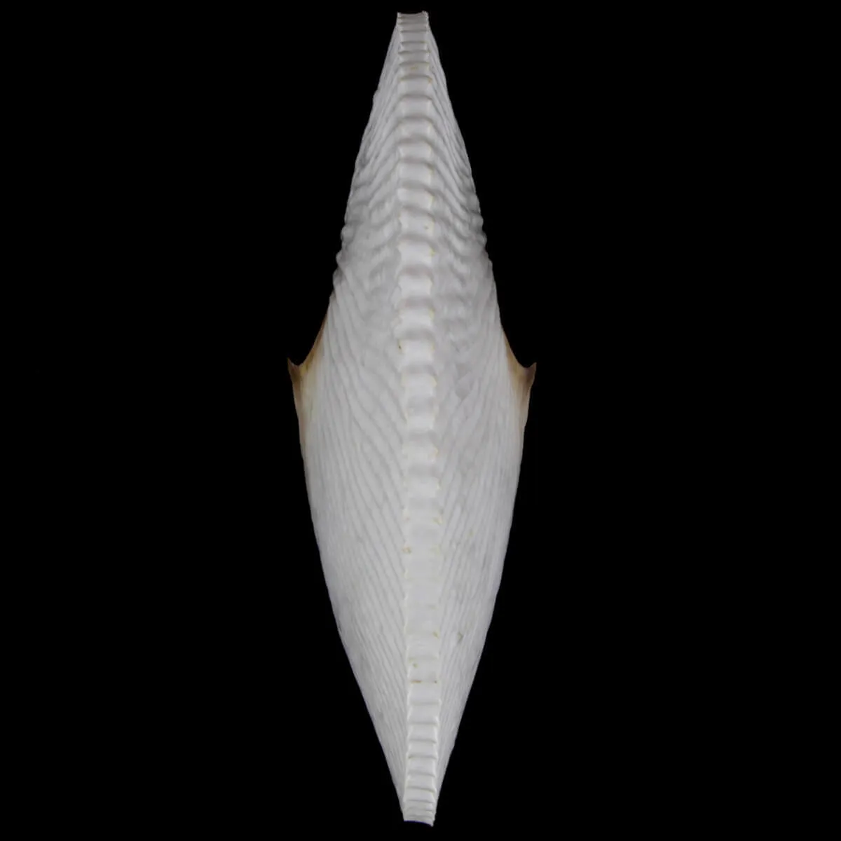 Argonauta Argo