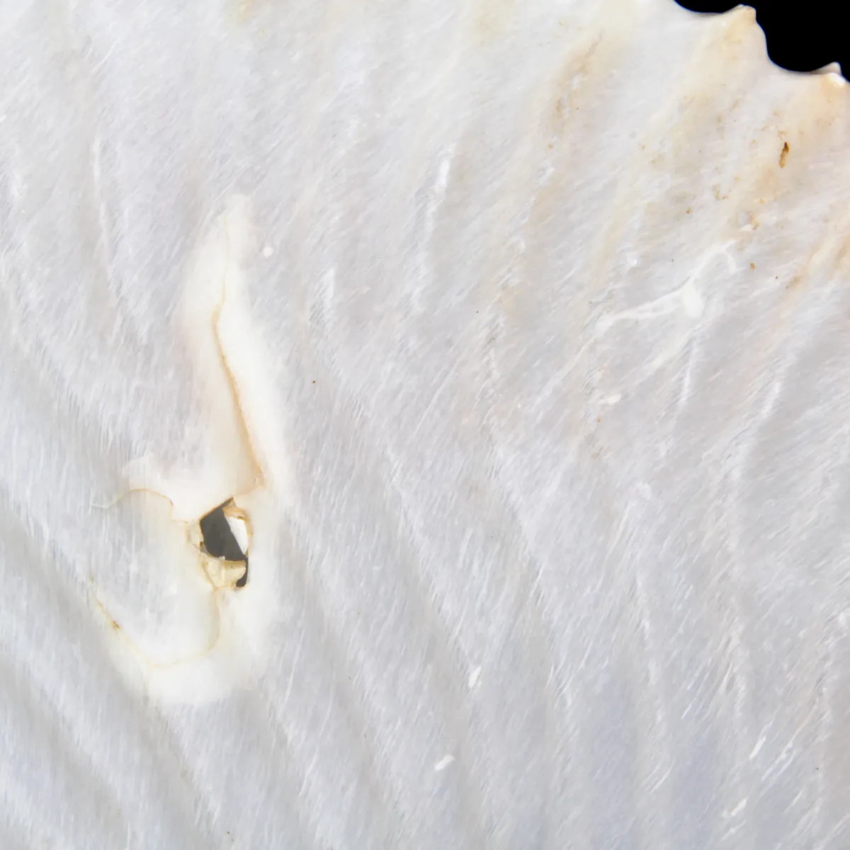 Argonauta Argo