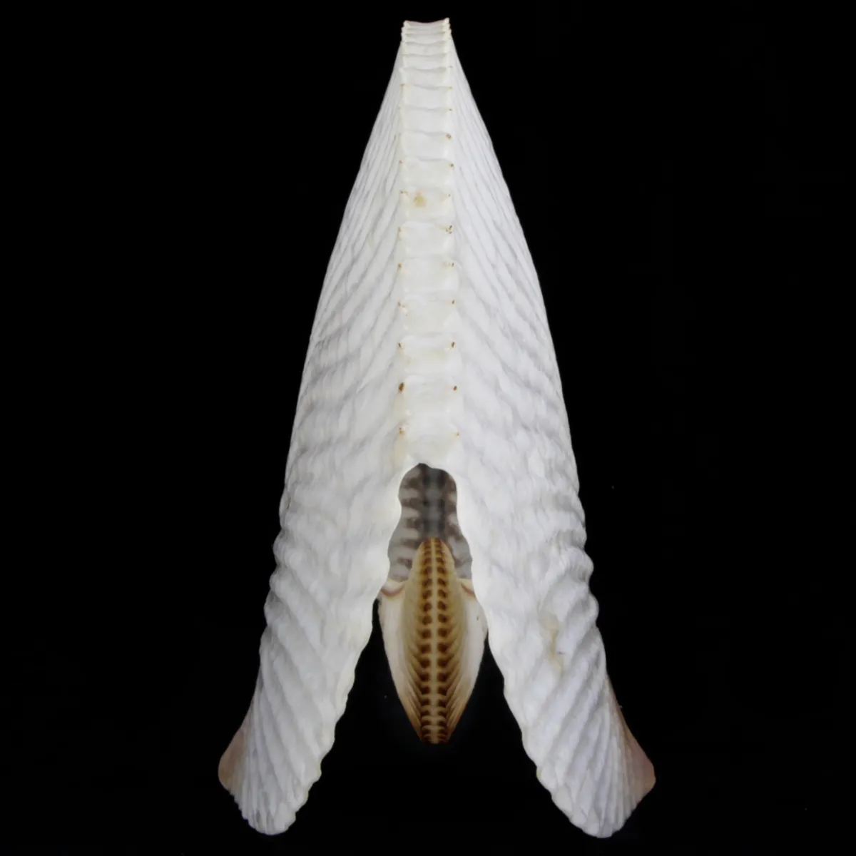 Argonauta Argo XL