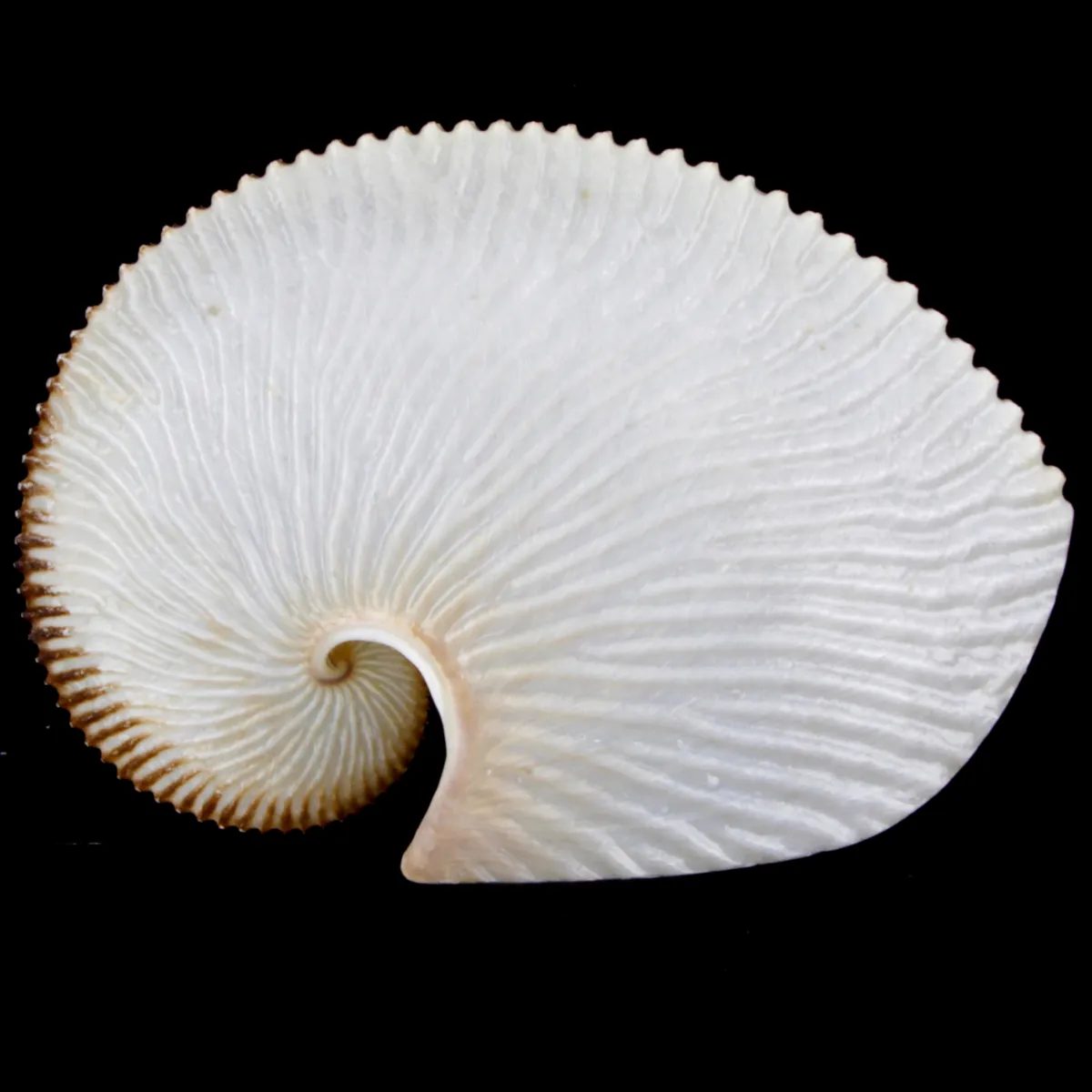Argonauta Argo XL