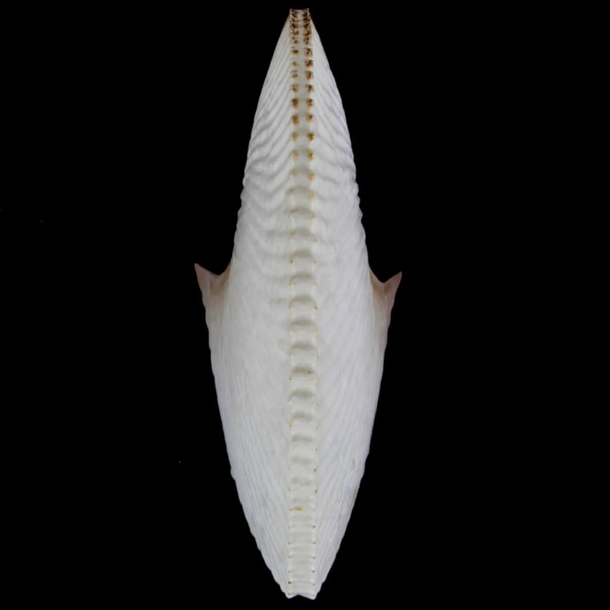 Argonauta Argo XL