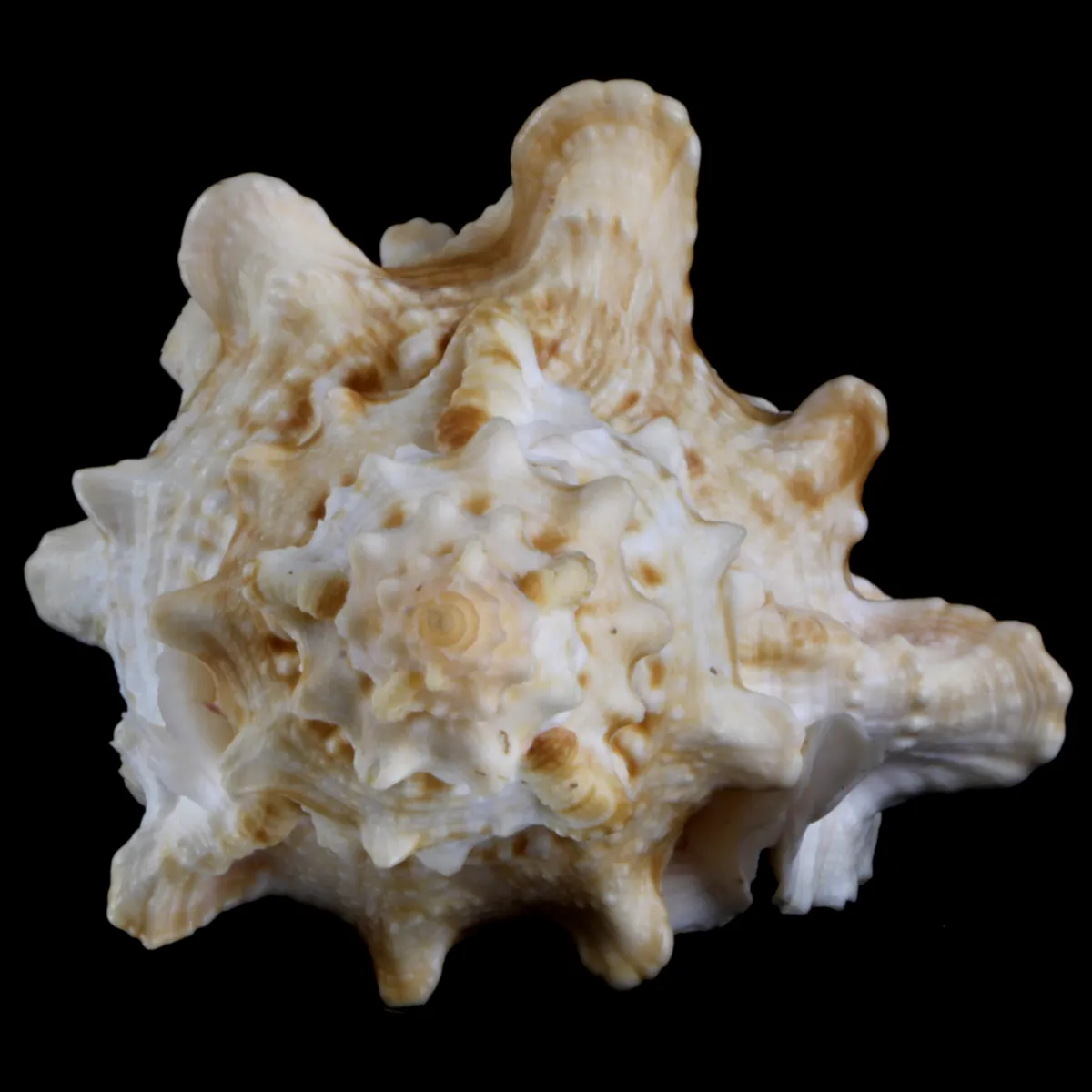 Tutufa Bufo