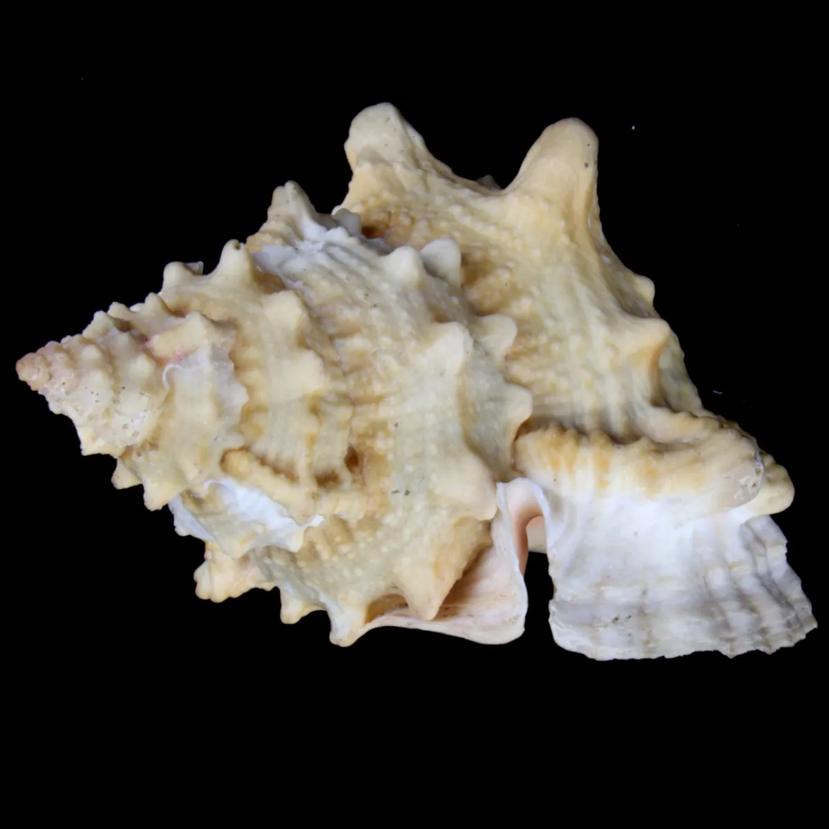 Tutufa bufo