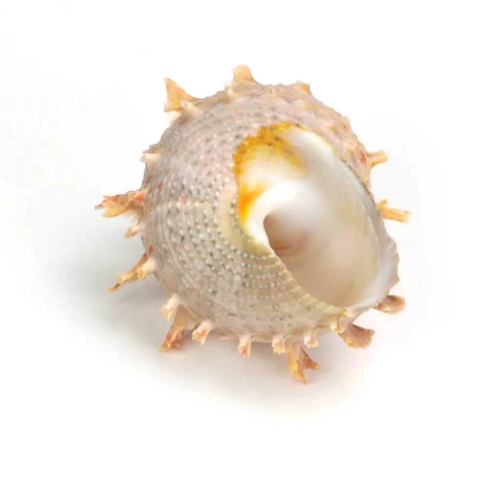 Bolma Rugosa