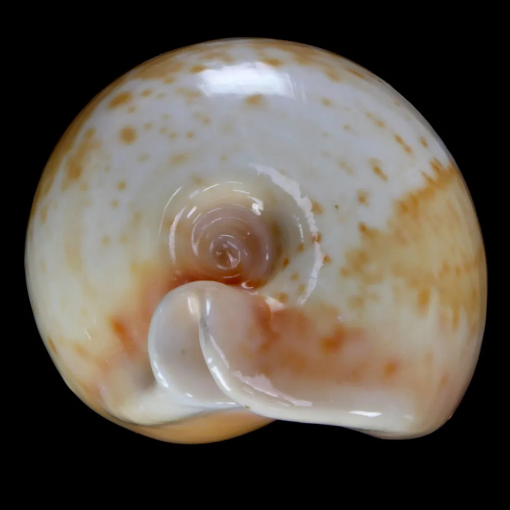 Cypraea Armeniaca