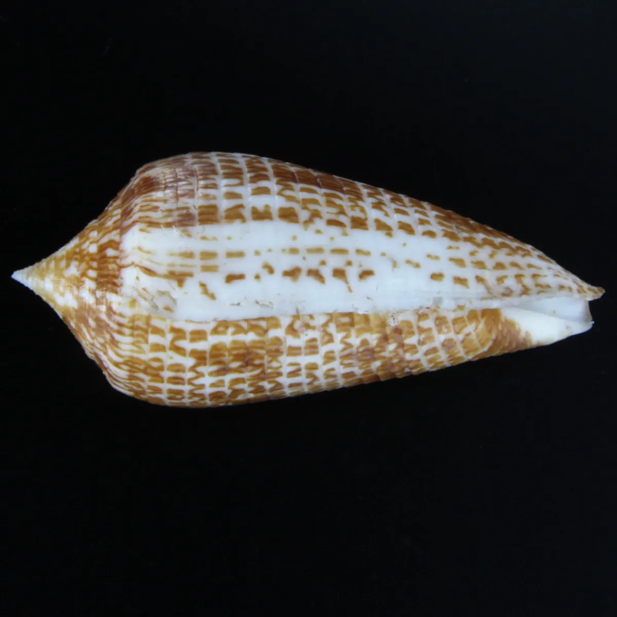 Conus Armadillo