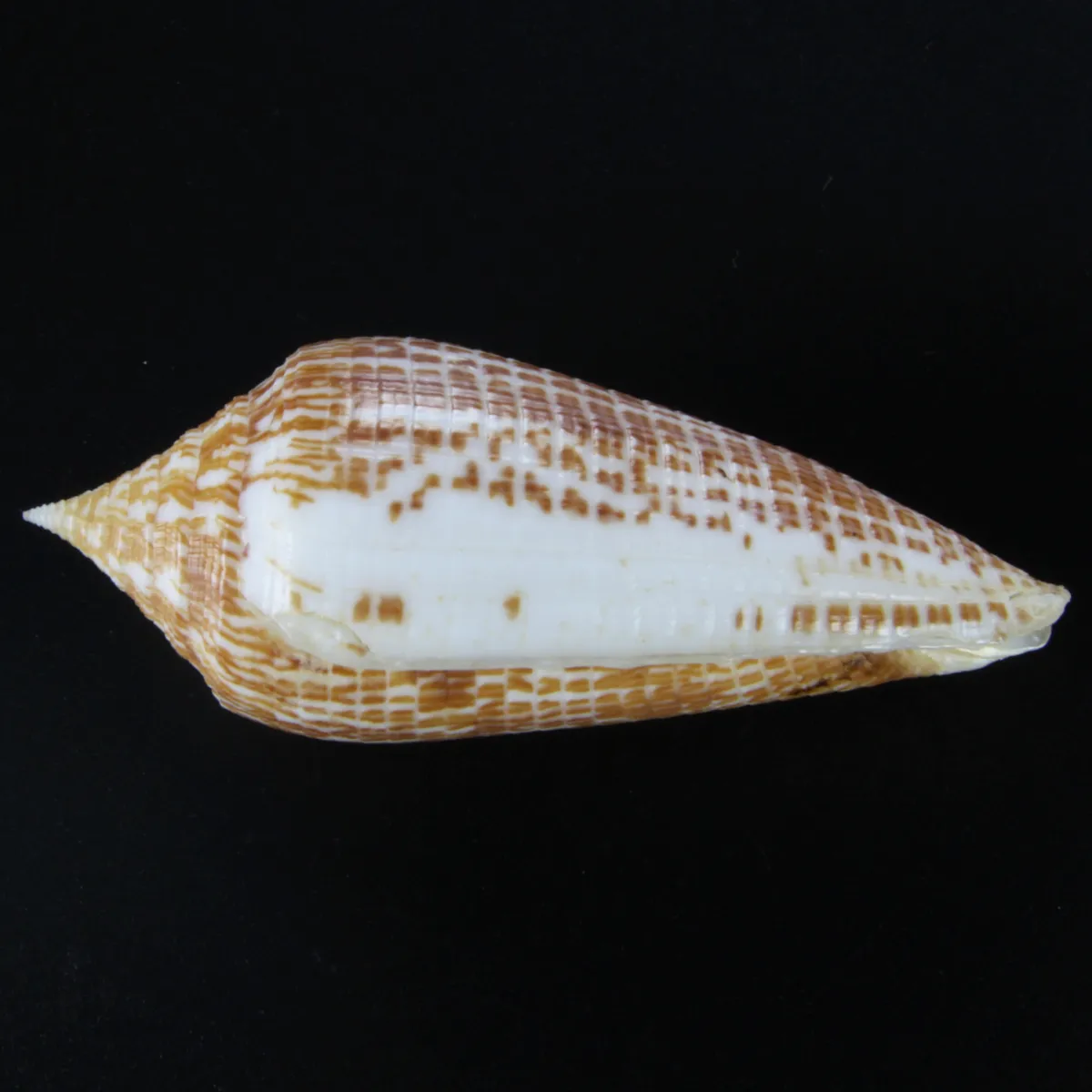 Conus Armadillo