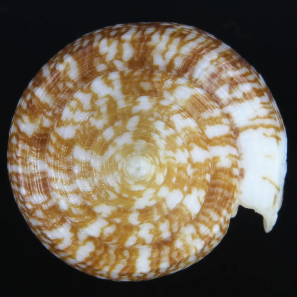 Conus Armadillo