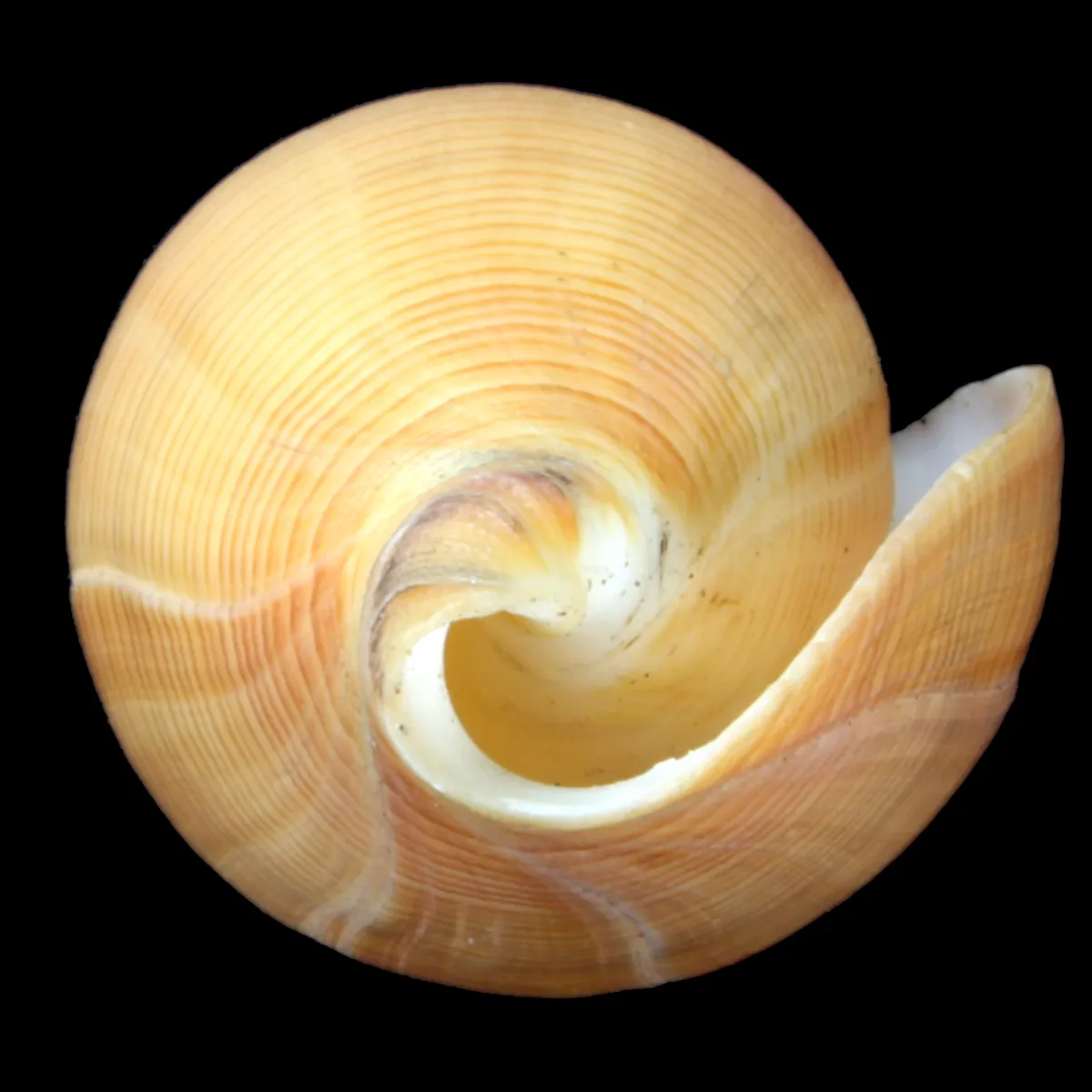 Conus Betulinus f. Deprehendens