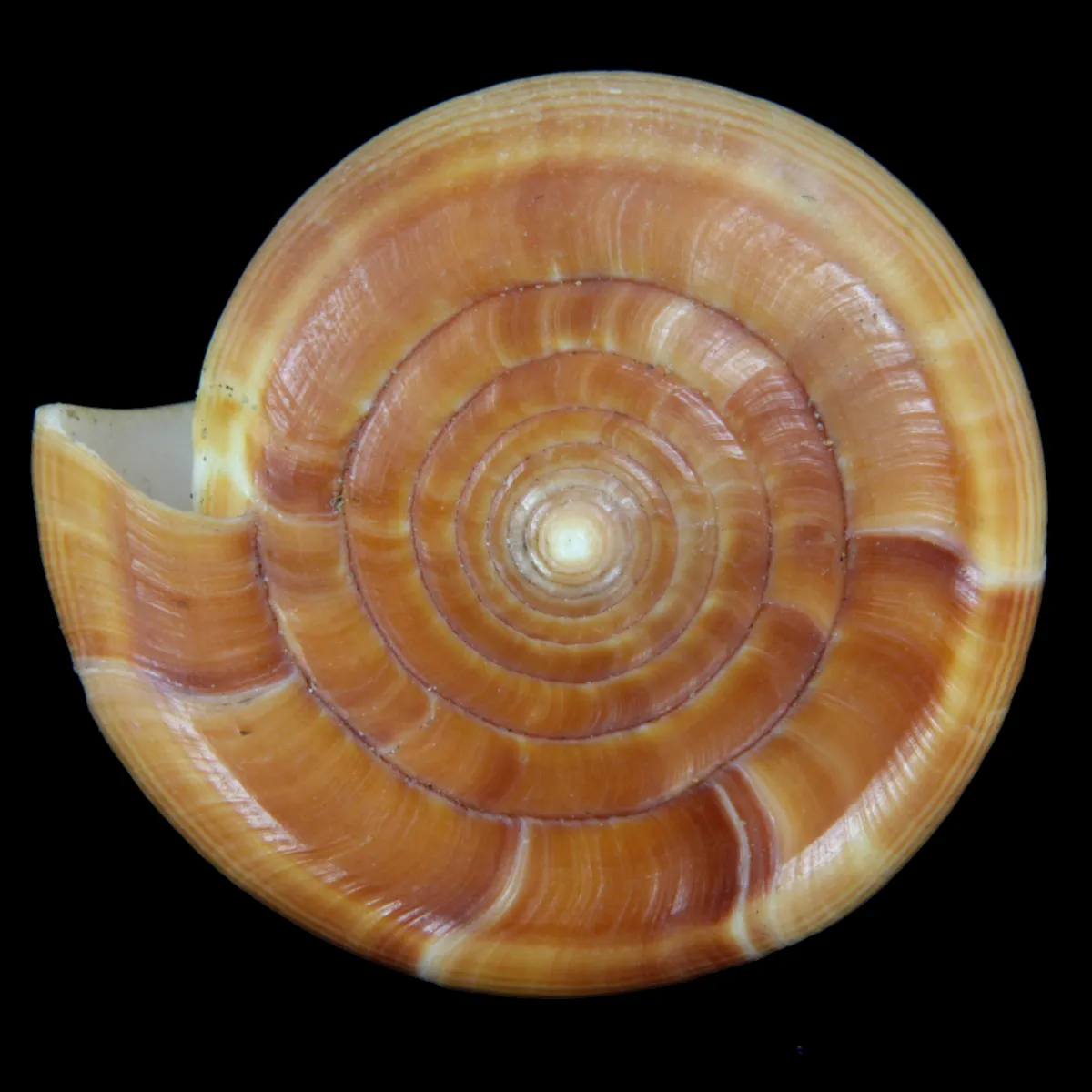 Conus Betulinus f. Deprehendens