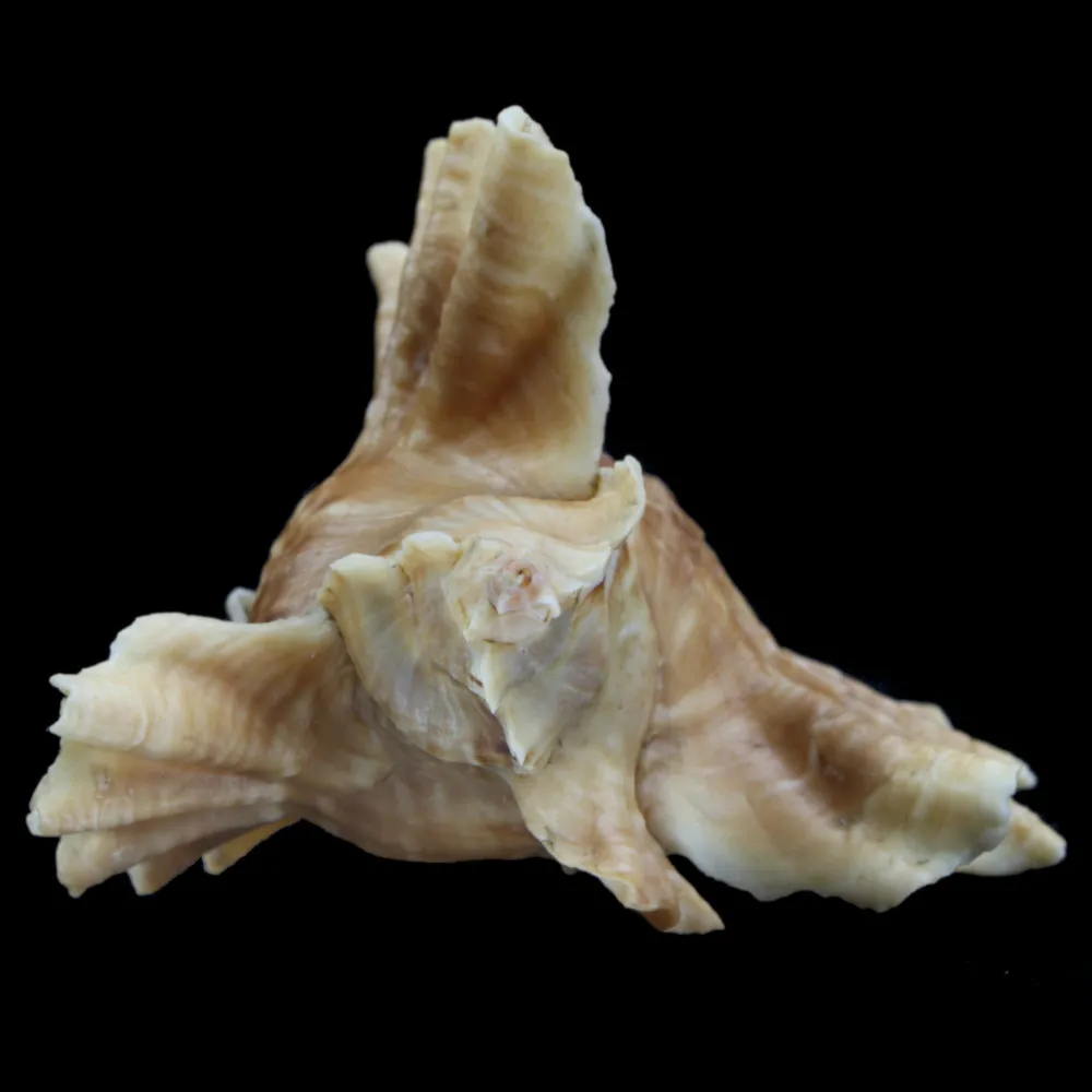 Ceratostoma Burnetti