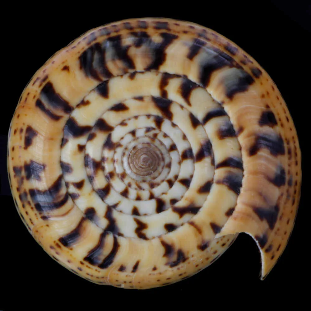 Conus Betulinus