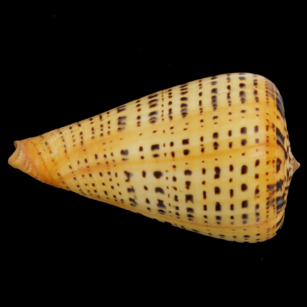 Conus Betulinus