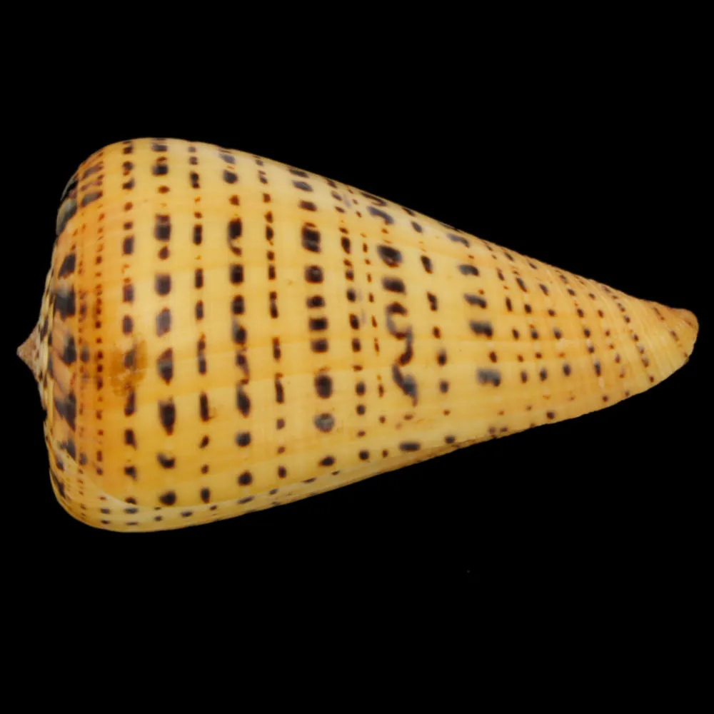 Conus Betulinus