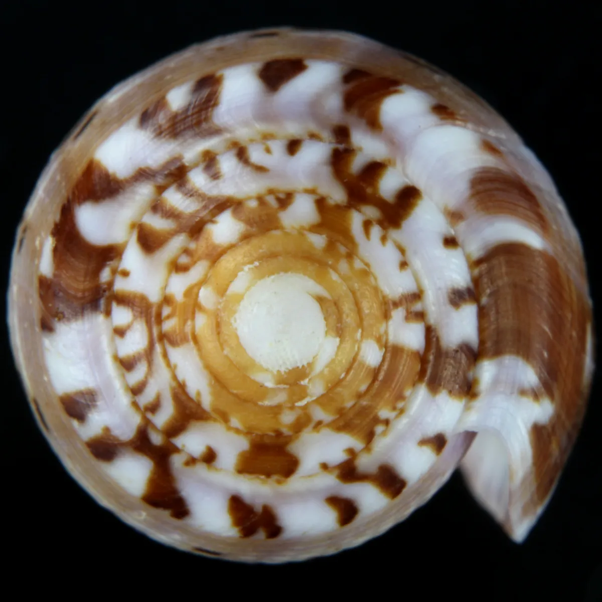 Conus Circumcisus