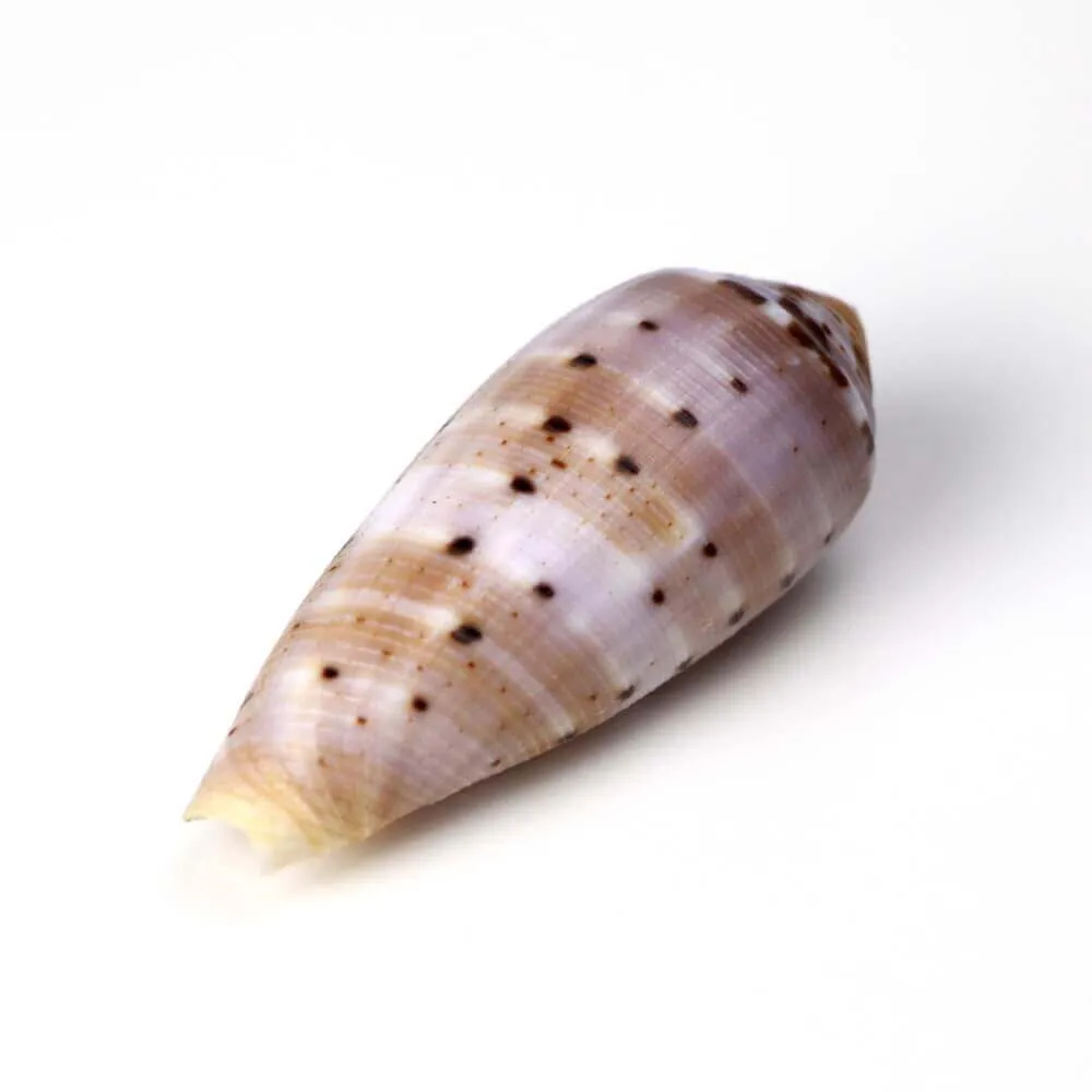 Conus Circumcisus