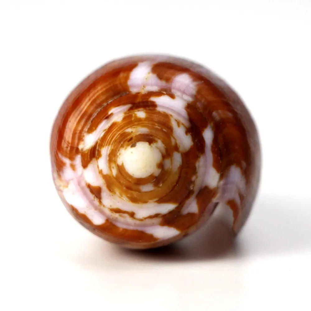 Conus Circumcisus