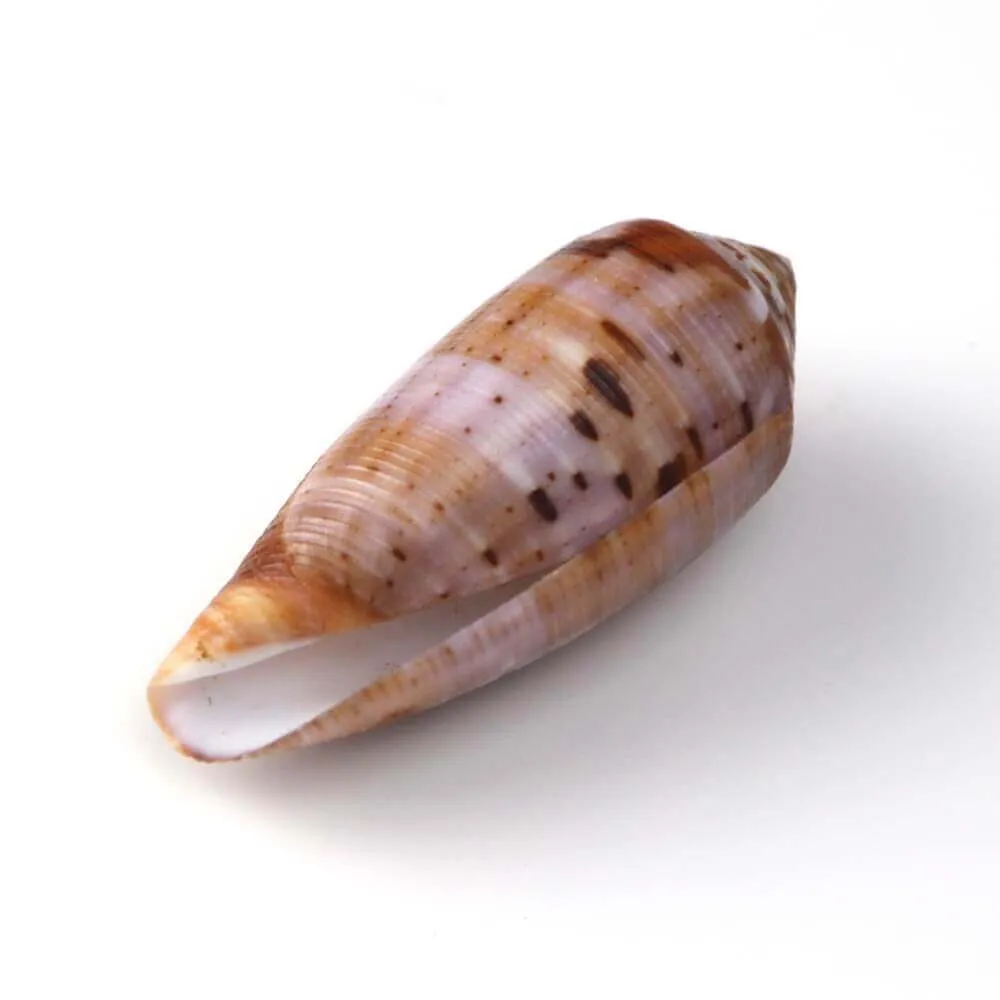 Conus Circumcisus