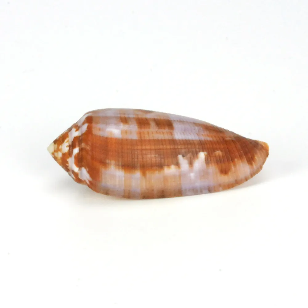 Conus Circumcisus