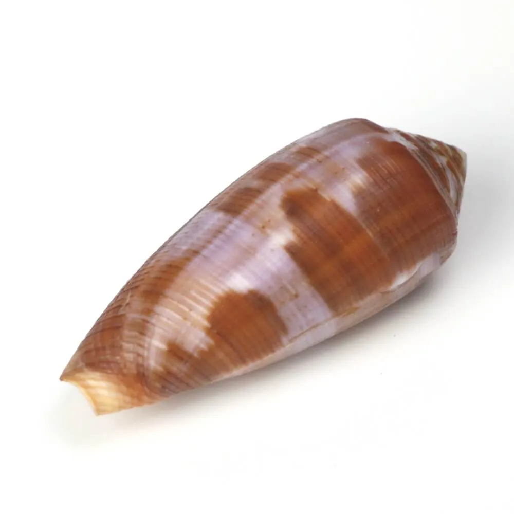 Conus Circumcisus