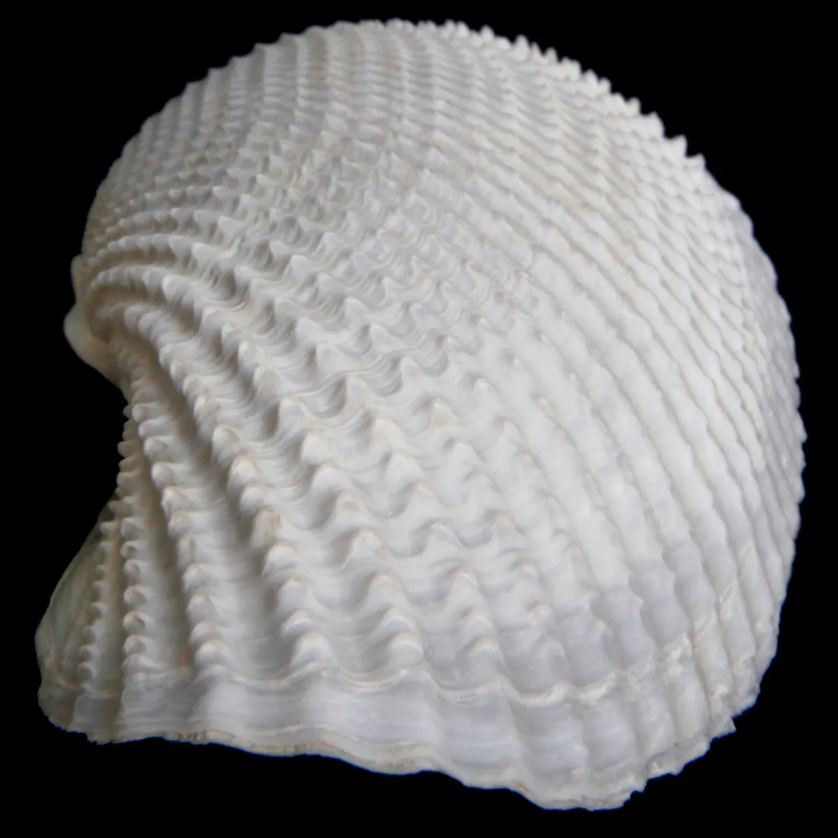 Cyrtopleura Costata