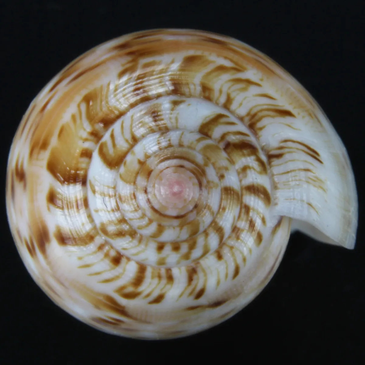 Conus Dusaveli