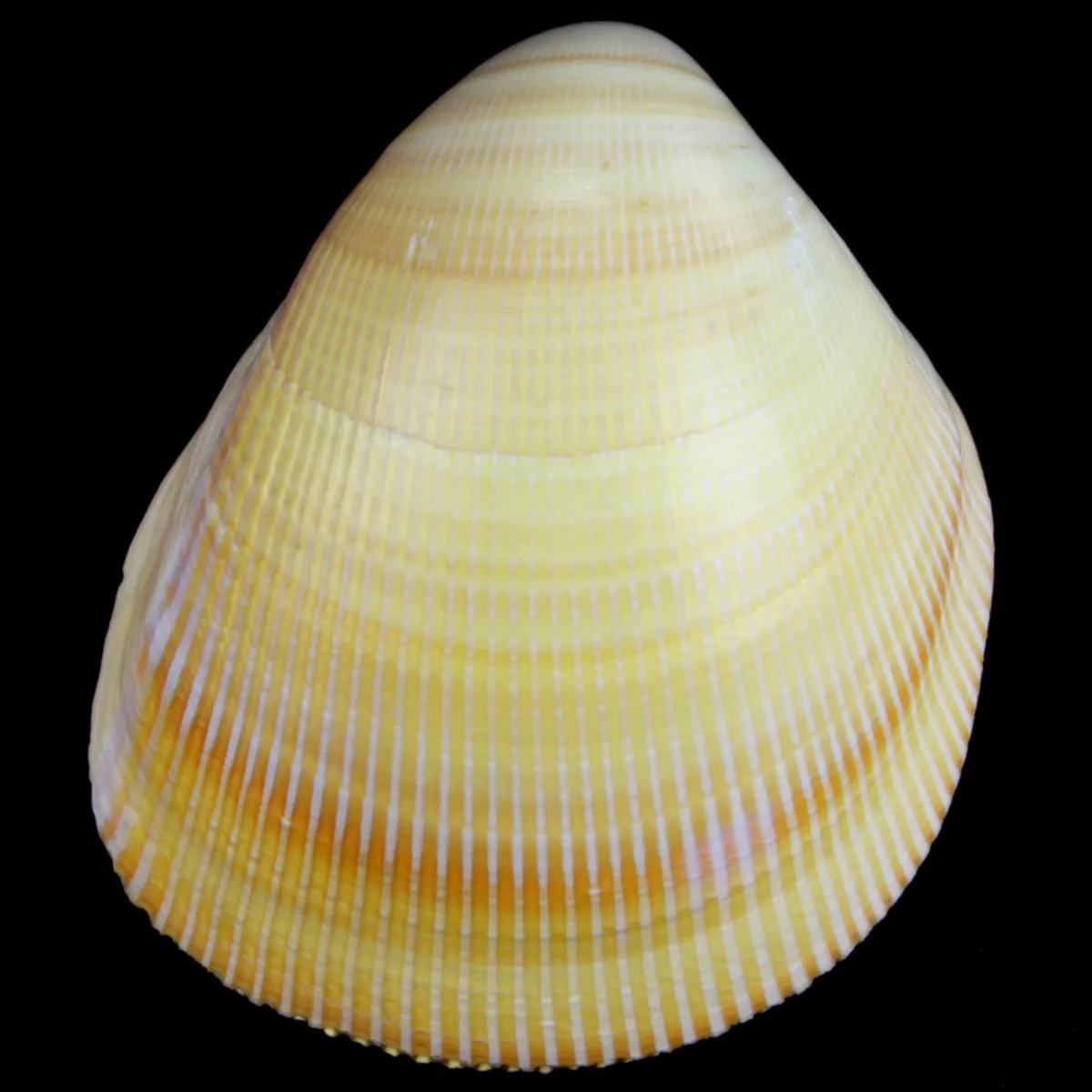 Laevicardium Elatum