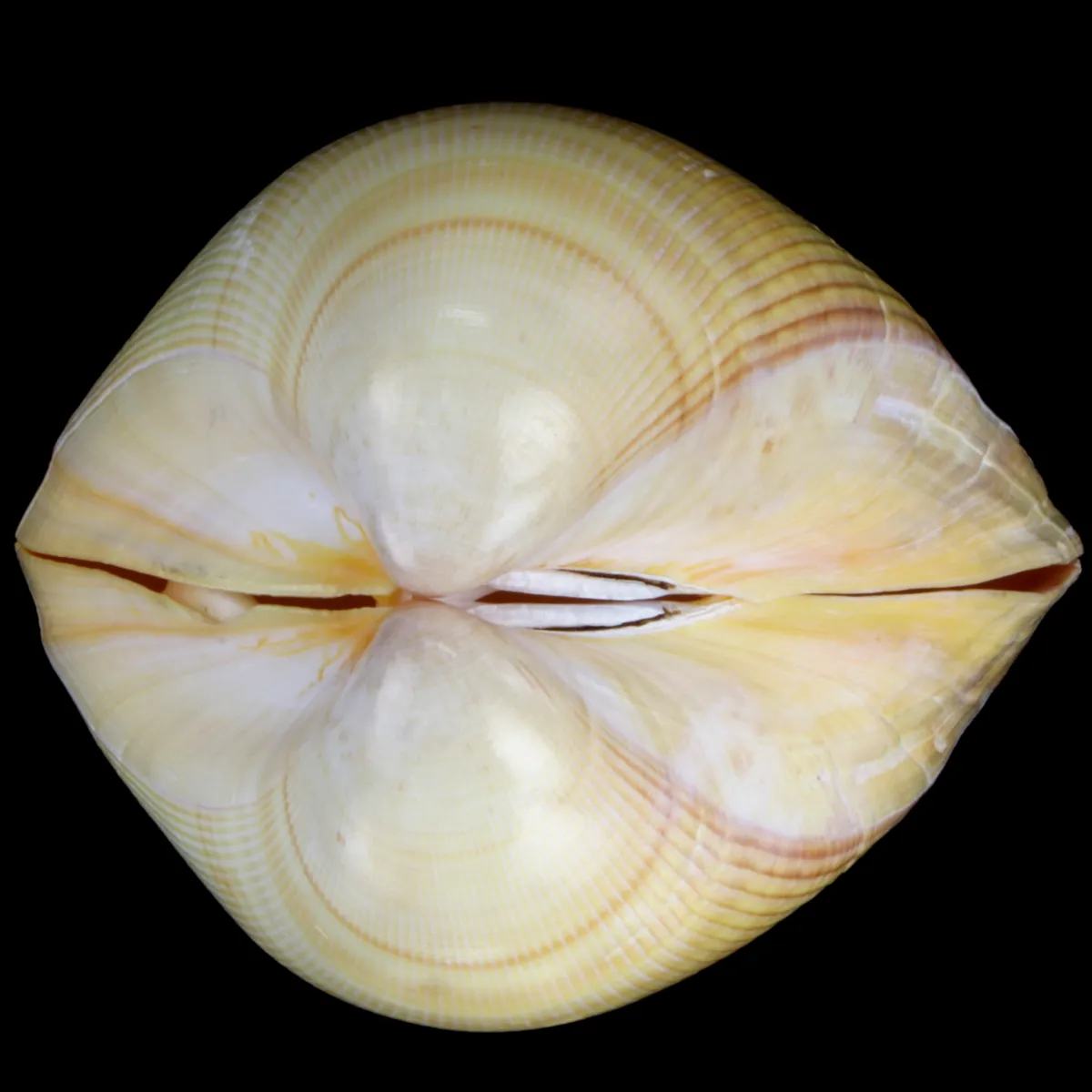 Laevicardium Elatum