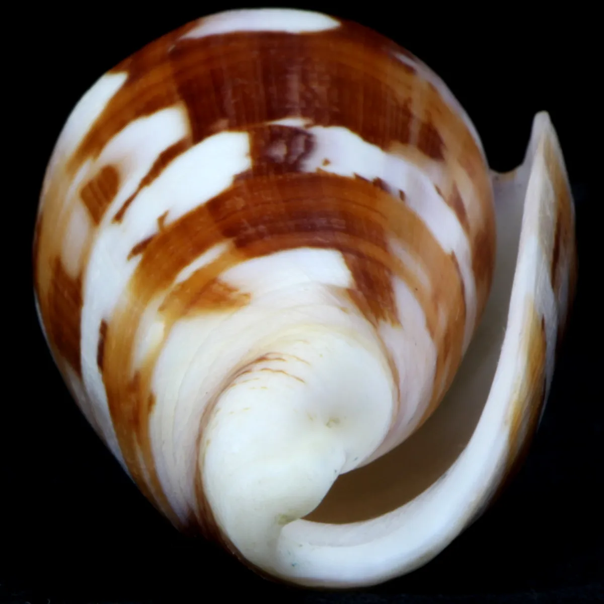 Conus Gubernator