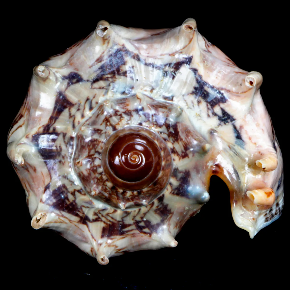 Cymbiola Imperialis